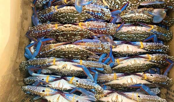 Vùng biển Lâm Đồng vào mùa ghẹ lưới